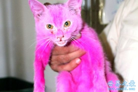 你绝对没见过的粉色小猫，残忍的人类