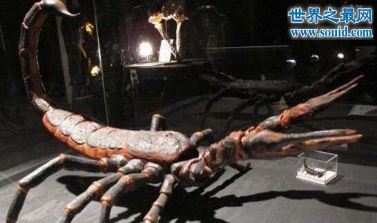 布龙度蝎子，长达三米的史前巨蝎(水陆两栖)