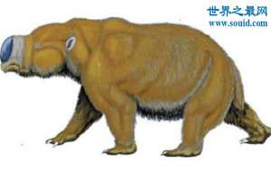 巨型袋鼠，体型和河马相似(已灭绝)