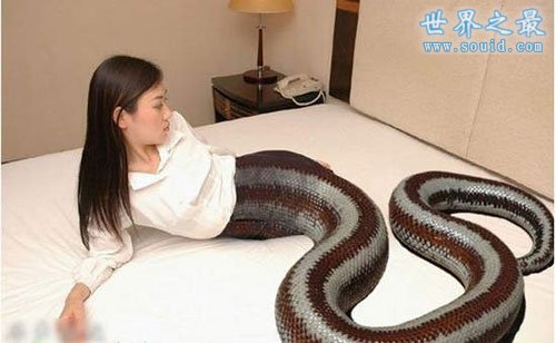 最真实的美女蛇图片，人头蛇身美人蛇(真相吓人)