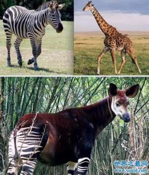 非洲神兽霍加狓，长颈鹿与斑马的结合体(长颈鹿近亲)