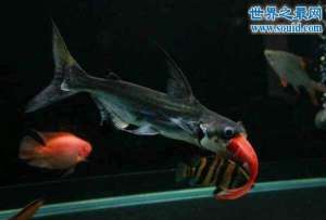 成吉思汗鲨，亚洲中堪比食人鱼的濒危鱼类