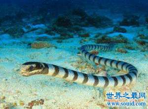 海蛇有毒么，在海里遇到了海蛇应该怎么办