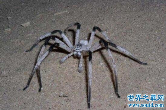 蜢蜘是蜘蛛界的大长腿，张开爪子有38厘米