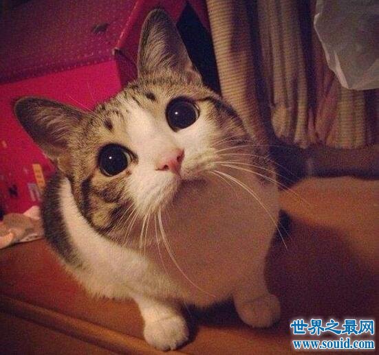 瓜皮猫居然是中华田园猫，最萌网红宠物表情包