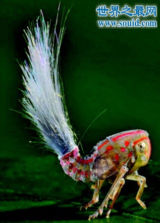 苏里南丛林中发现奇异蜡蝉，形态怪异令人害怕