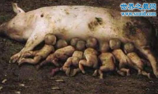 恐怖的基因变异猪，一只母猪竟生下8个婴儿