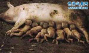 恐怖的基因变异猪，一只母猪竟生下8个婴儿