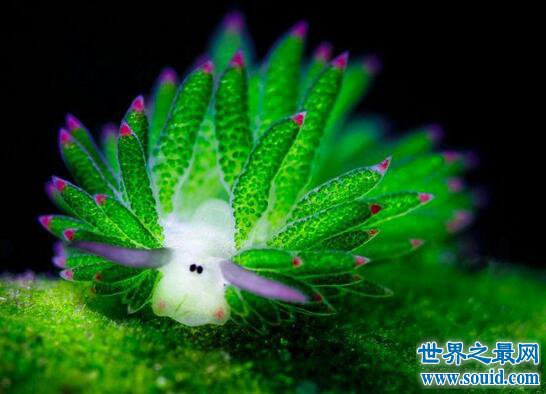 海蛞蝓就是海兔，长着兔耳朵会变色的危险生物