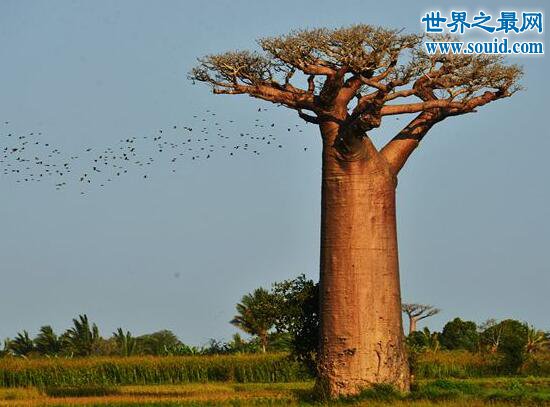 非洲猴面包树，能从树上摘面包(一棵树养活一家人)