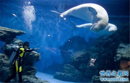 中国十大人气海洋馆排行榜，珠海的海洋公园竟然修建在海底！