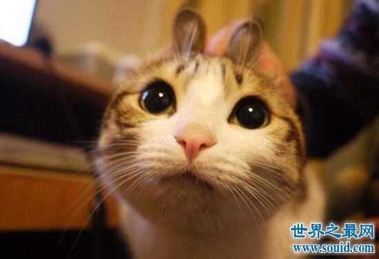 瓜皮猫居然是中华田园猫，最萌网红宠物表情包