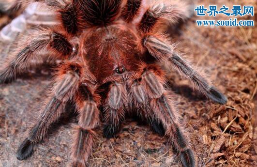 火玫瑰蜘蛛 ，智利最受欢迎的宠物蜘蛛