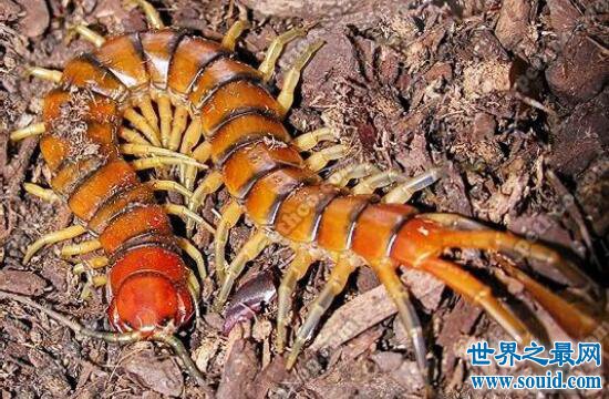 波多黎各巨人蜈蚣，性情温和却有剧毒的美丽蜈蚣