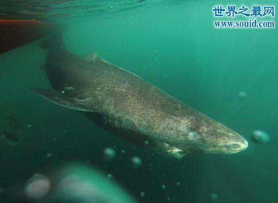 格陵兰鲨，寿命可长达512岁(小心鱼肉有毒)