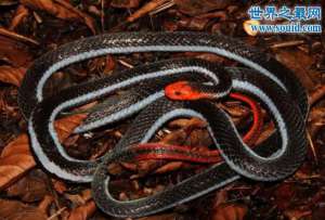 世界上毒腺最大的蛇，蓝长腺珊瑚蛇(专吃眼镜蛇)