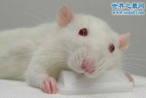 超级老鼠，转基因老鼠(已培育出500只)