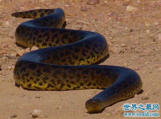 水蚺并不是水蟒，绿水蚺被认为是世界上最大的蛇