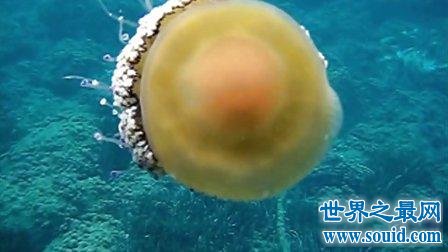 海洋世界里的公主蛋黄水母 对人类没有危险