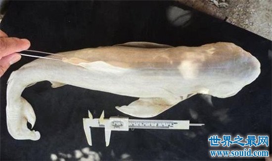 独眼鲨鱼长相奇异 地球上最奇特的鲨鱼