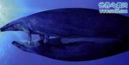 远古古蜥鲸，现代鲸鱼的祖先(由陆生转向海洋)