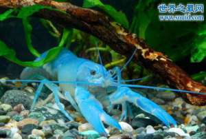 天空蓝魔虾，亮蓝色的鳌虾(养殖方法)