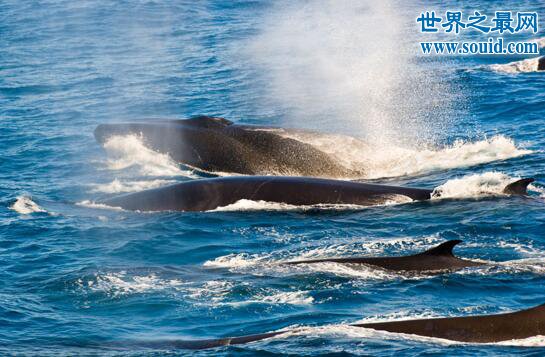 世界上第二大的鲸鱼，长须鲸(一天吃3600斤鱼虾)