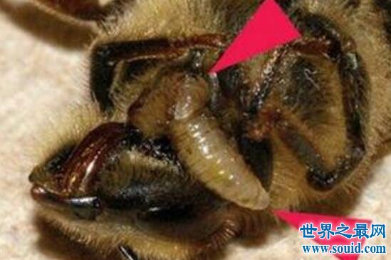 僵尸蜜蜂被寄生蝇感染，吃光内脏后病变为入侵生物