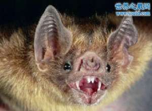 恐怖的吸血蝙蝠，自带狂犬病毒(一旦被咬就会感染)