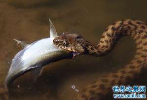 速度最快的蛇钓鱼蛇，捕鱼速度0.001秒(拥有超能力)
