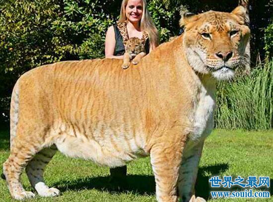 狮虎兽图片曝光，狮子和老虎所生的杂交动物(重千斤)