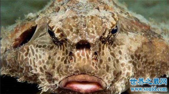 世界最丑的鱼排行榜公布，一个比一个丑！