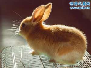 公主兔，最重情重义的可爱宠物兔