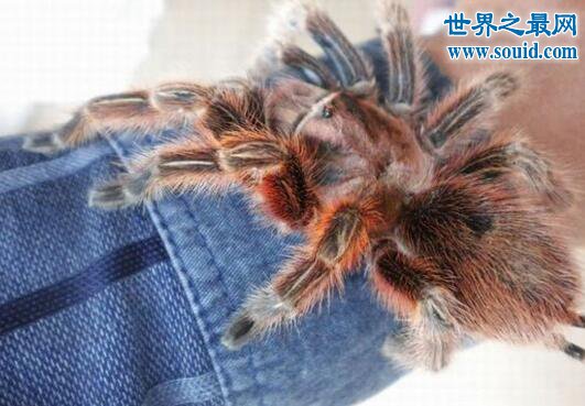 火玫瑰蜘蛛 ，智利最受欢迎的宠物蜘蛛