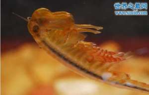 仙女虾，体态优美的小虫(不是虾)