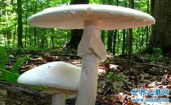 最常见的蘑菇杀手，死亡天使蘑菇(侵蚀肝和肾)