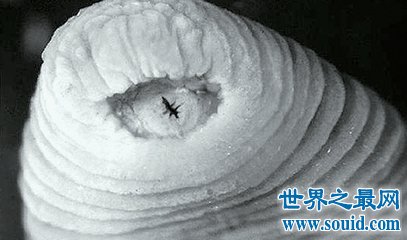暴君水蛭是一种无脊椎动物 同时也是种可怕的动物