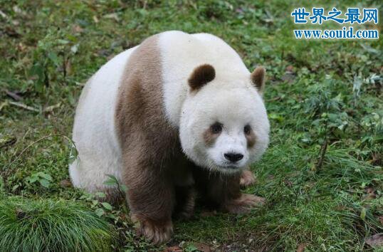 棕色大熊猫，全球现存仅一只(大熊猫返祖现象)