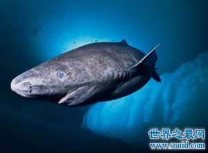 格陵兰鲨如此美的名字却长得非常丑陋