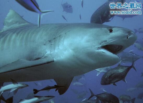 英国62岁垂钓者钓到204公斤的鼠鲨(大西洋鲭鲨)
