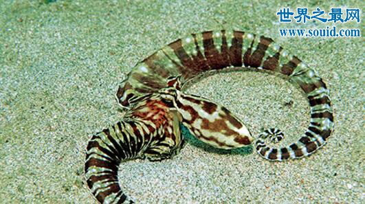 拟态章鱼，自然界的百变伪装侠