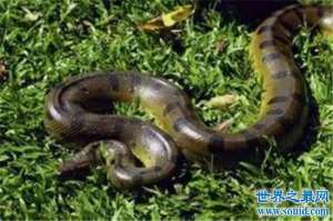 世界上最大的蛇竟然是它！（蚺ran)它不是要化龙而渡劫后的大蛇吗
