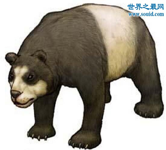 中国大熊猫的祖先—始熊猫，竟是恐怖的肉食动物