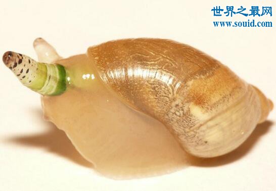 僵尸蜗牛，被寄生虫钻入触角蠕动
