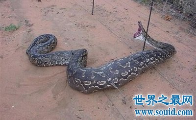 中国最大的蛇 最长体长竟然到达200米？