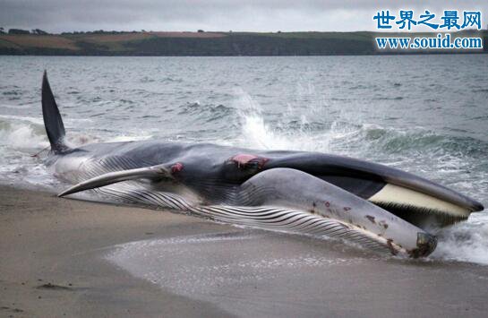 世界上第二大的鲸鱼，长须鲸(一天吃3600斤鱼虾)