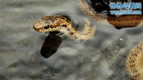 温泉蛇，只生存与高原温泉的贵族蛇