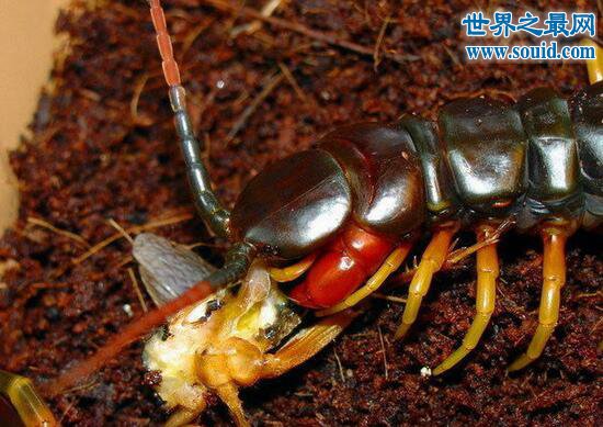 越南巨人蜈蚣，有剧毒却深受喜爱的宠物蜈蚣