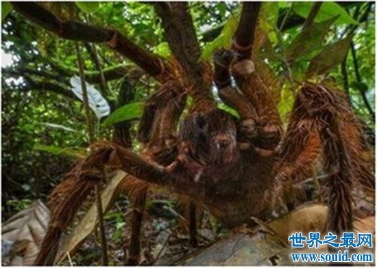天哪！好可怕！世界上最大的蜘蛛竟然长这样！