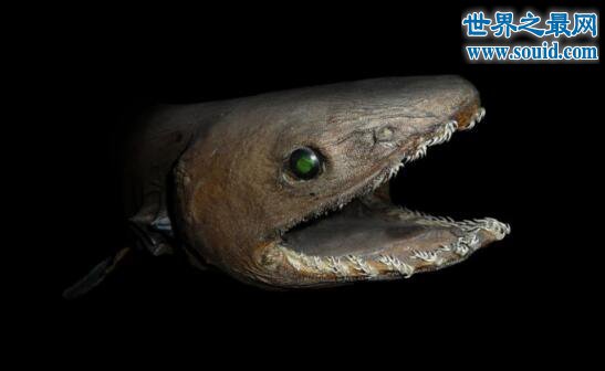 深海怪鱼，你一辈子都见不到的神秘怪异之鱼
